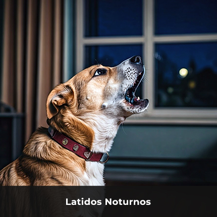 latidos noturnos