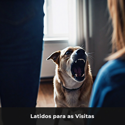 latidos para visitas